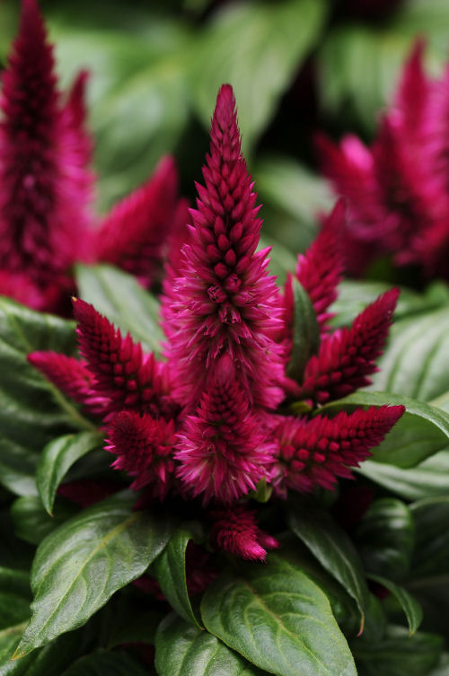 Celosia spicata Kosmo Series Cherry 1000 semien