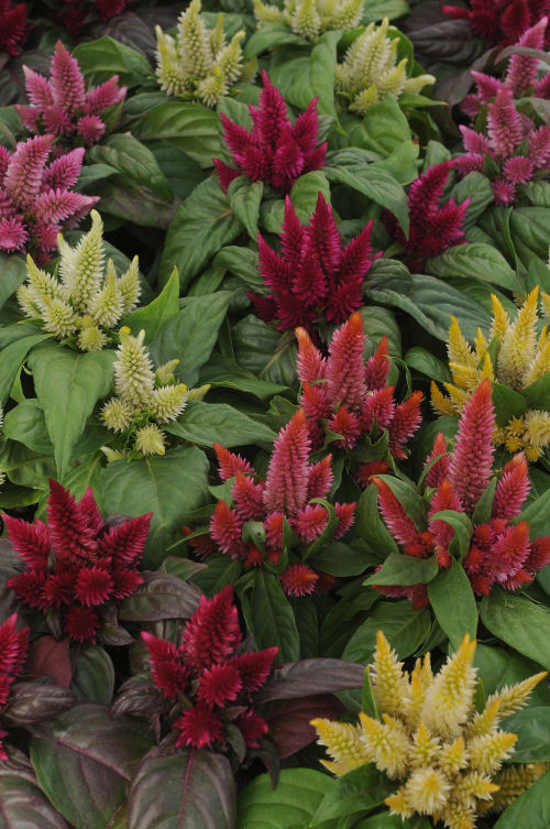 Celosia spicata Kosmo Series Mix 1000 semien