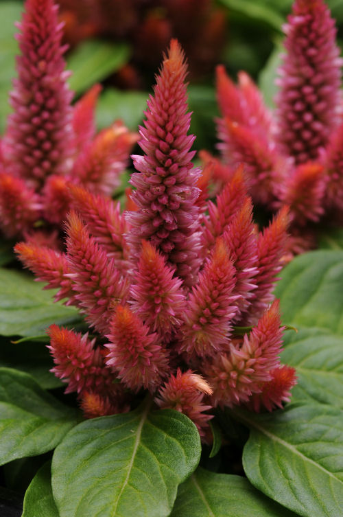 Celosia spicata Kosmo Series Salmon 1000 semien