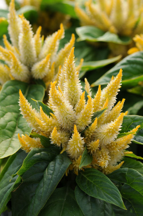 Celosia spicata Kosmo Series Yellow 1000 semien
