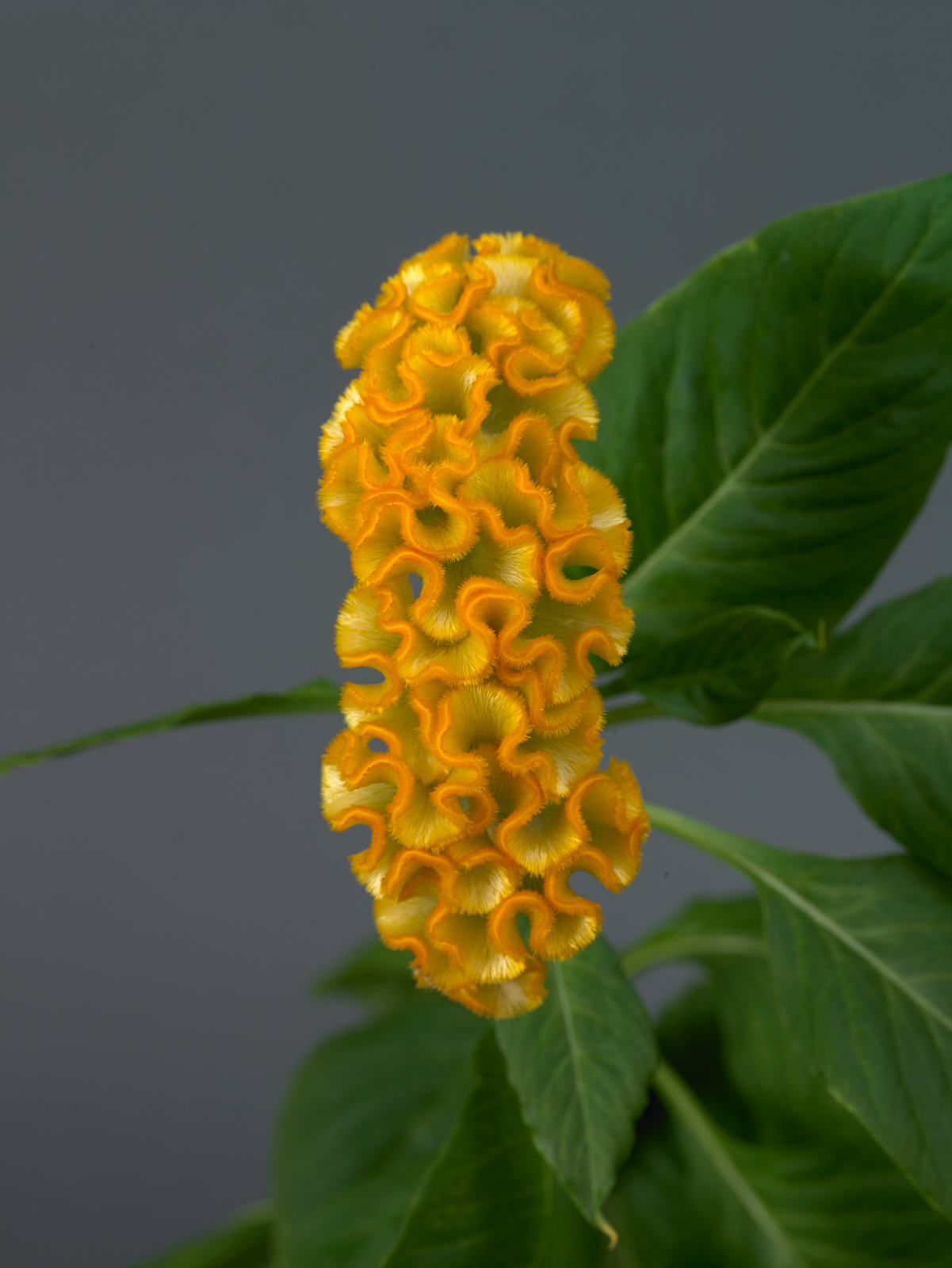 celosia_neo_gold_1.jpg