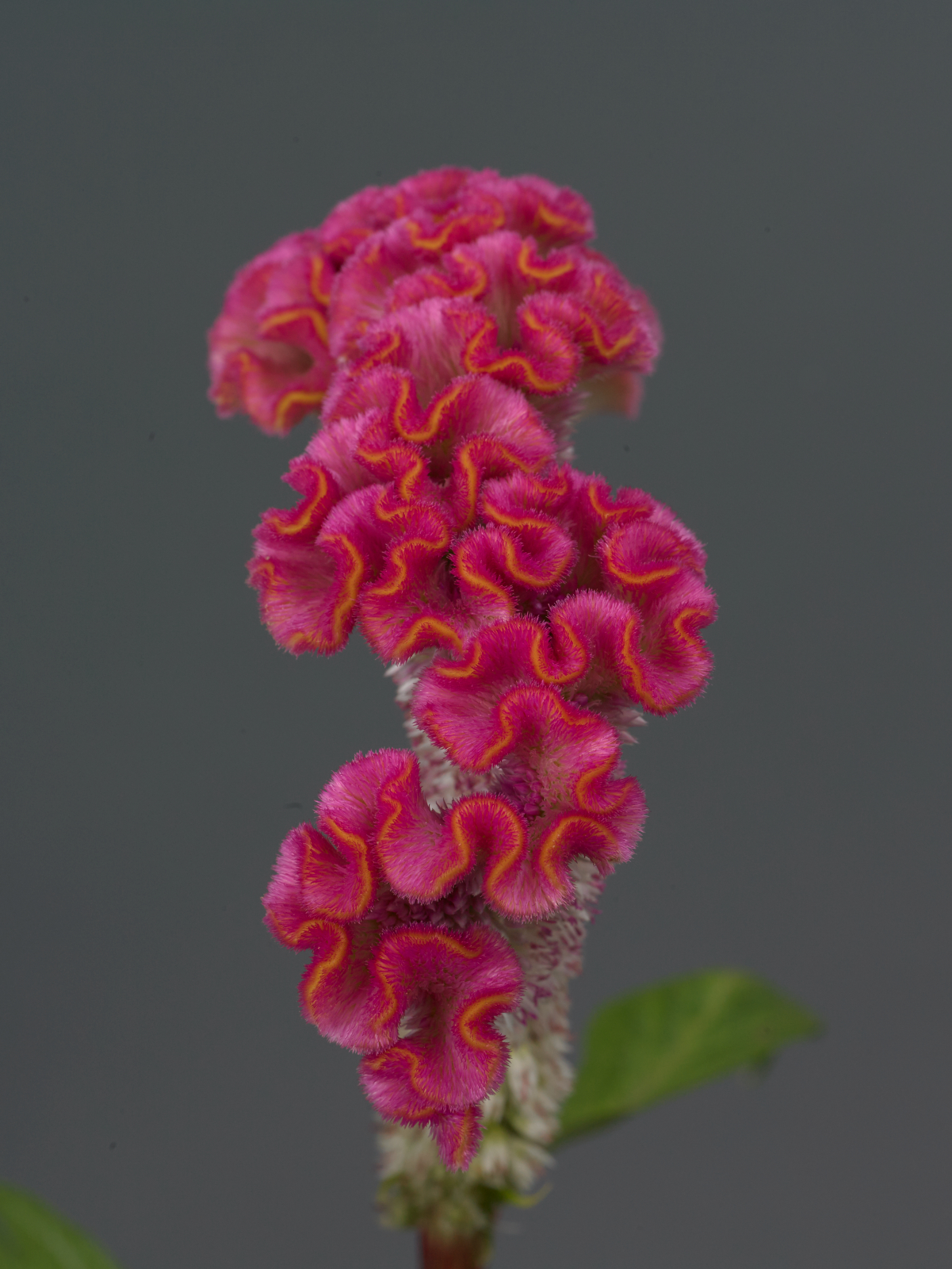 celosia_neo_pink.jpg