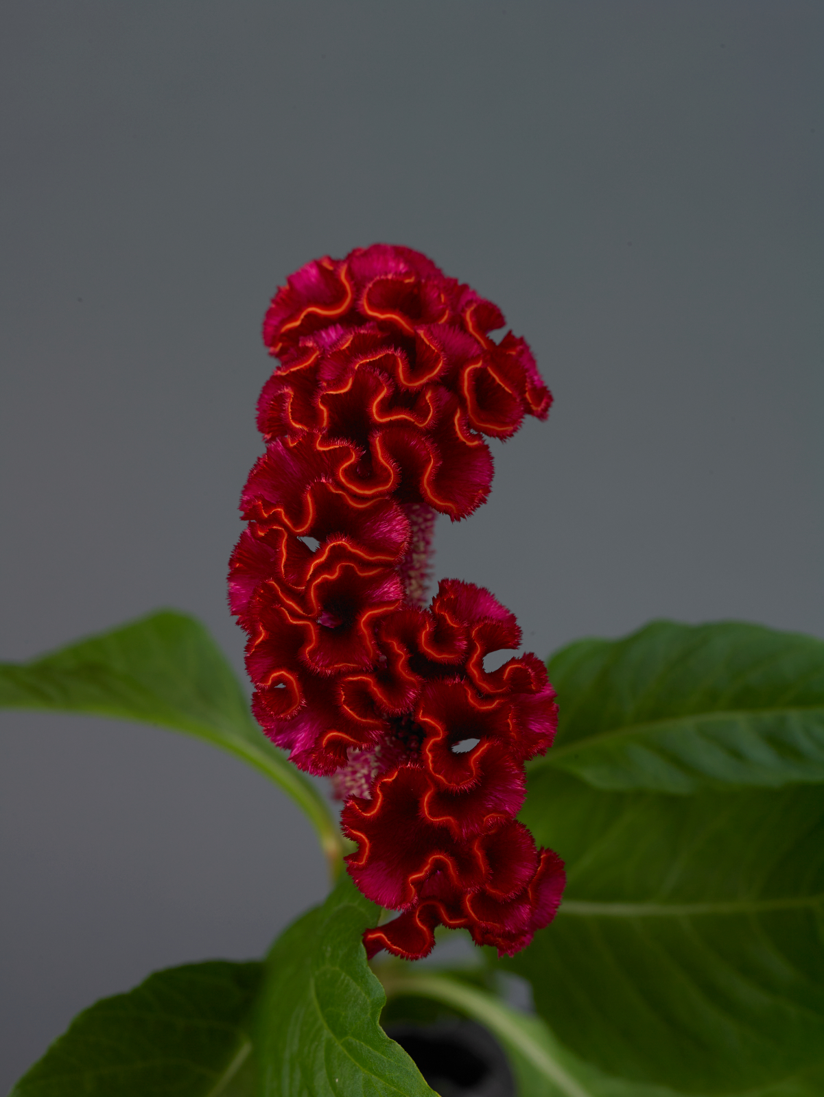 celosia_neo_red_2.jpg