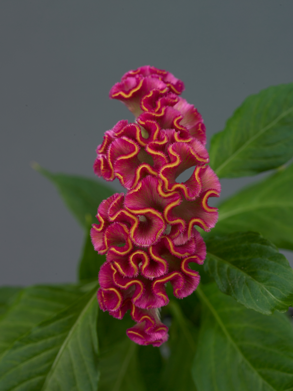 celosia_neo_rose.jpg