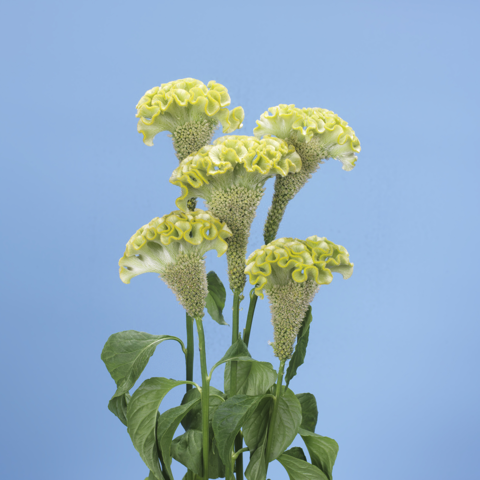 celosia_spring_green.jpg