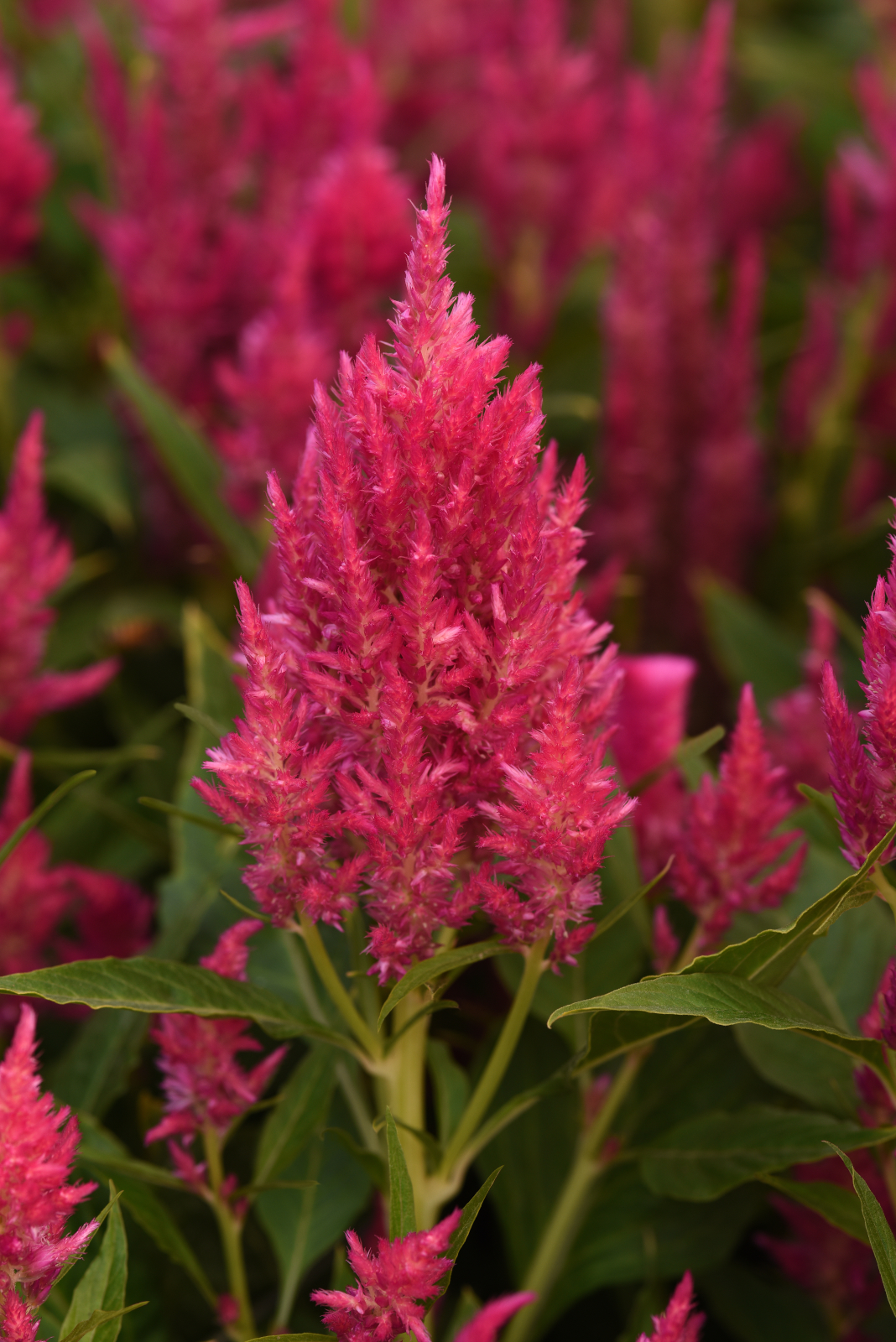 celosia_sunday_bright_pink_3.jpg