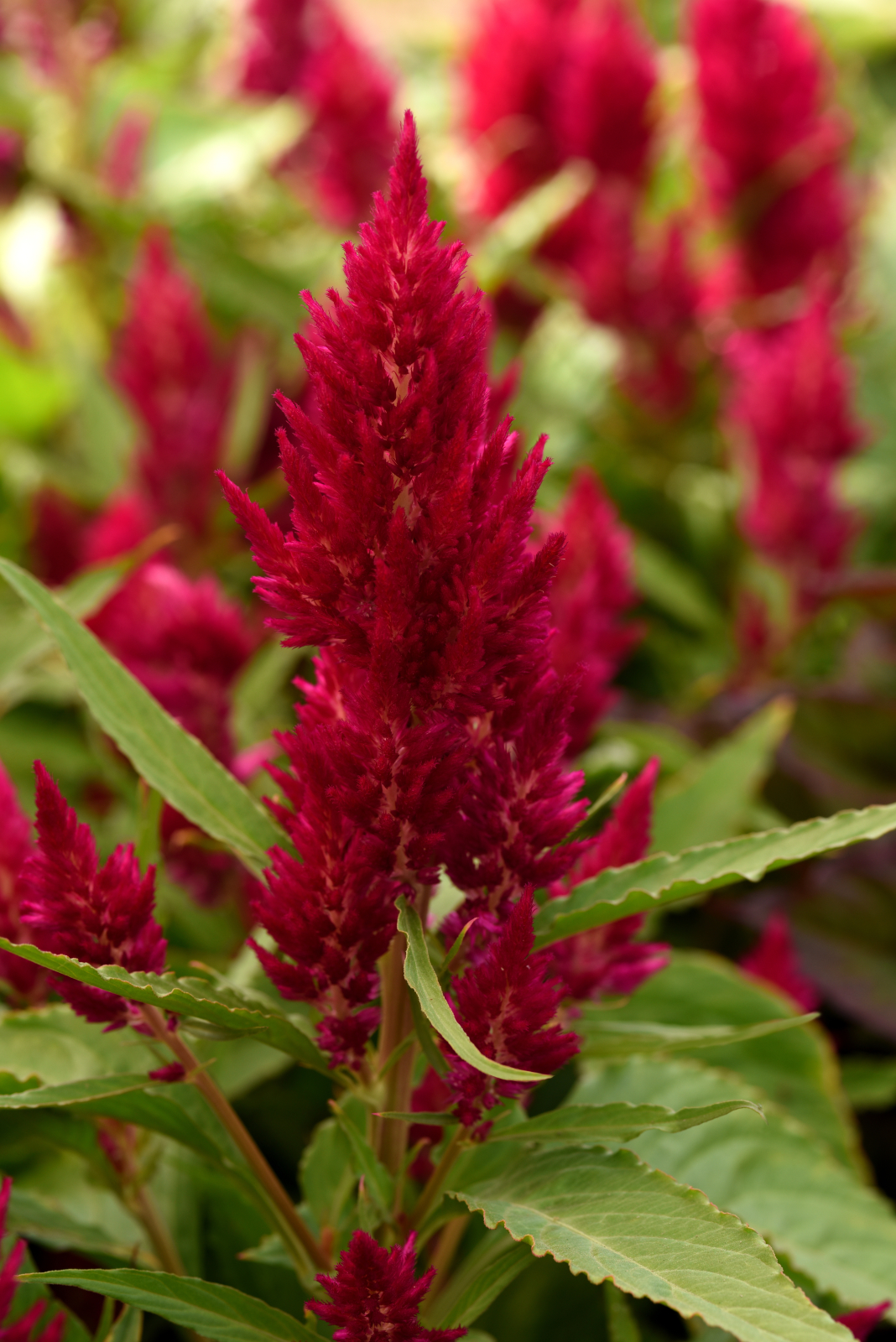 celosia_sunday_cherry.jpg