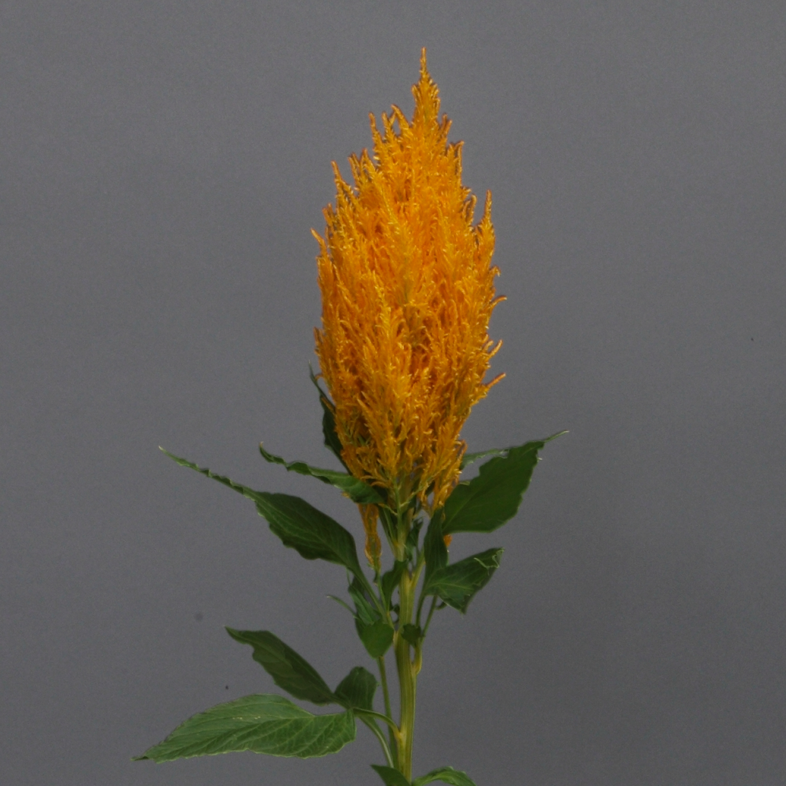celosia_sunday_gold.jpg