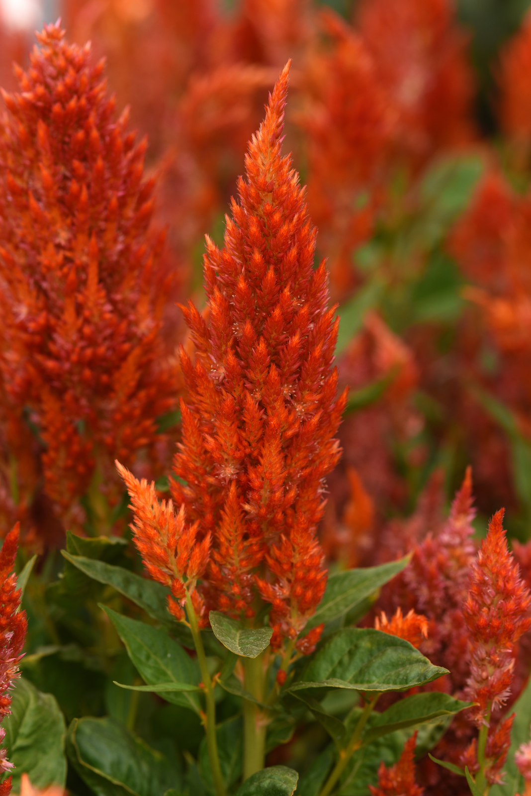 celosia_sunday_orange_improved_2.jpg