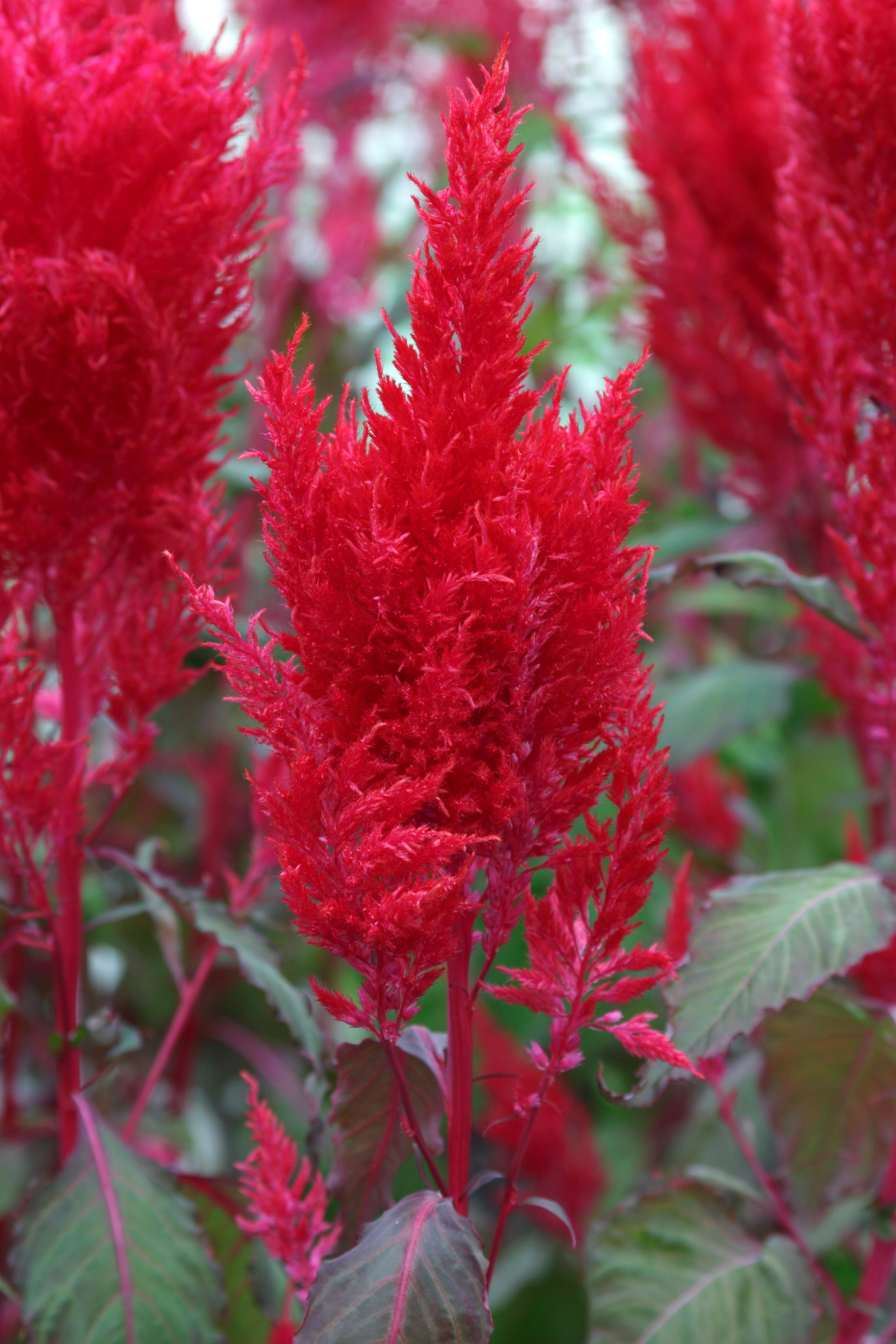 celosia_sunday_red.jpg