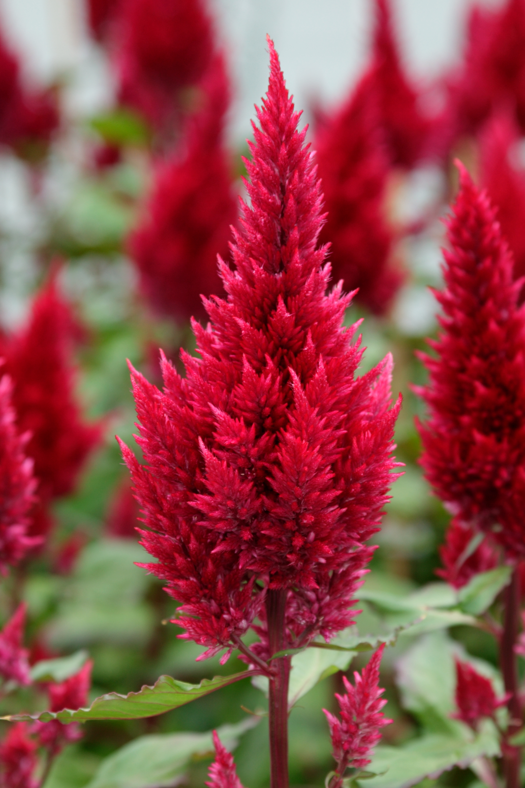 celosia_sunday_wine_red_2.jpg