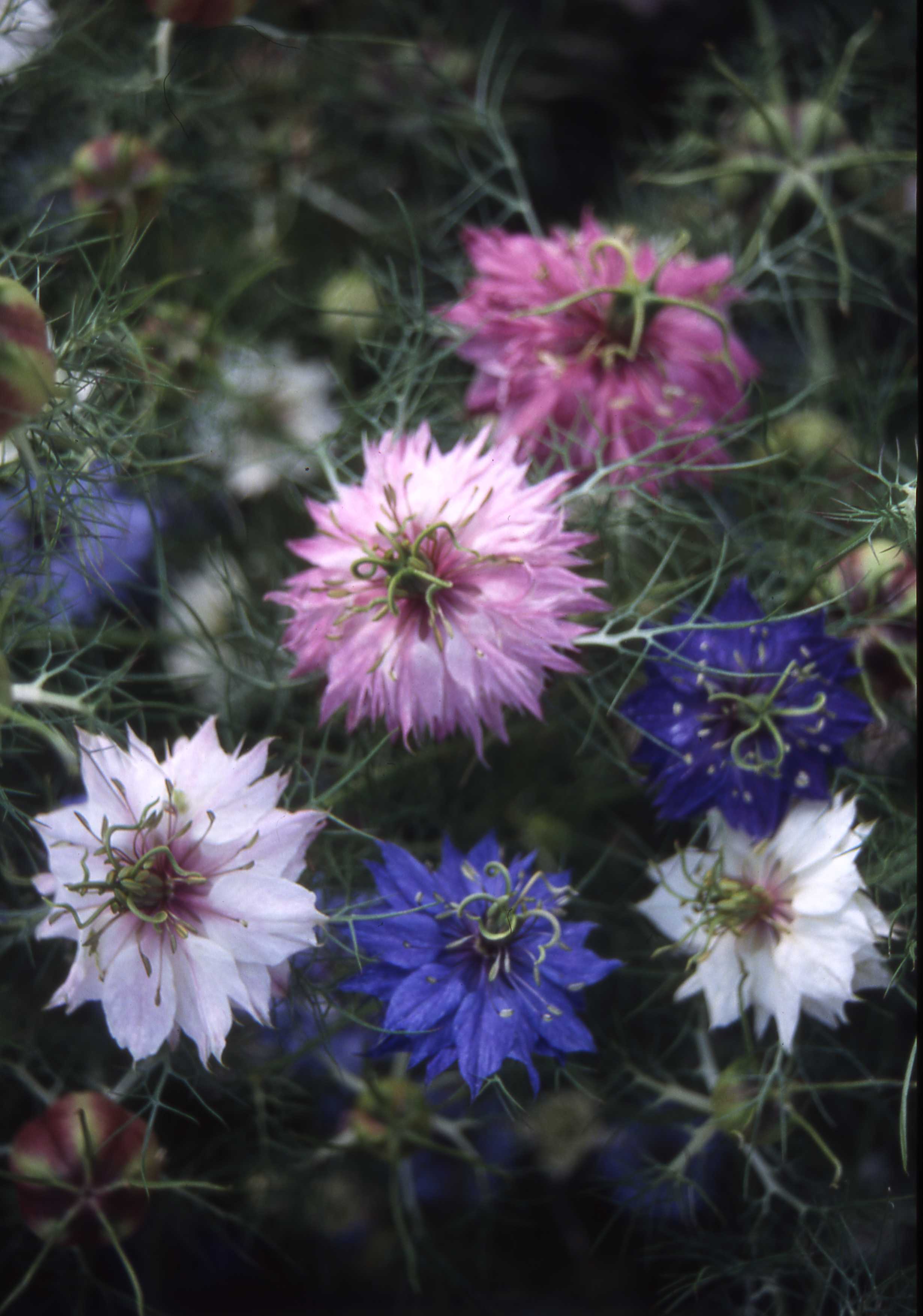 Nigella damascena Miss Jekyll double flowered mix 10 g semien