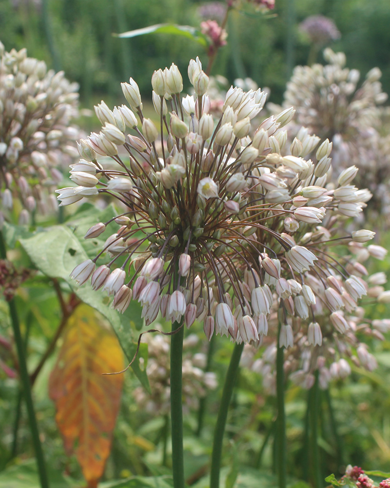 Allium Convallarioides Pink 5/+, 100 ks