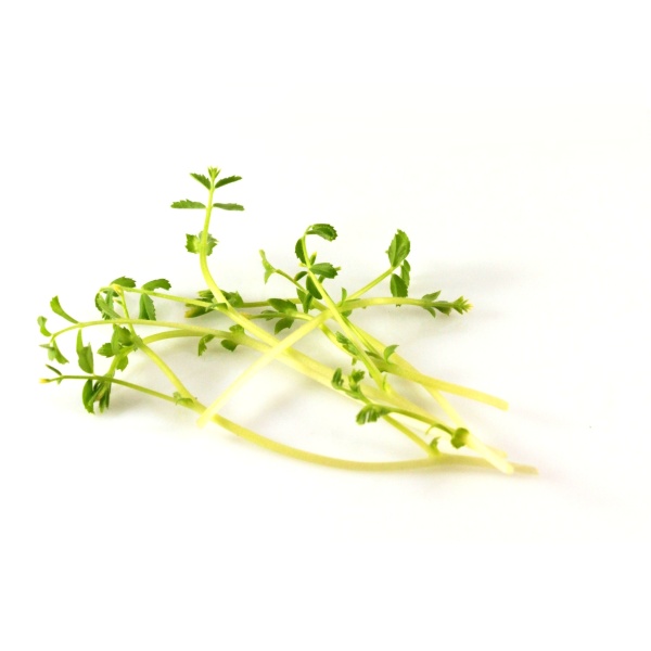 Cícer semená na mikrozeleninu 1kg