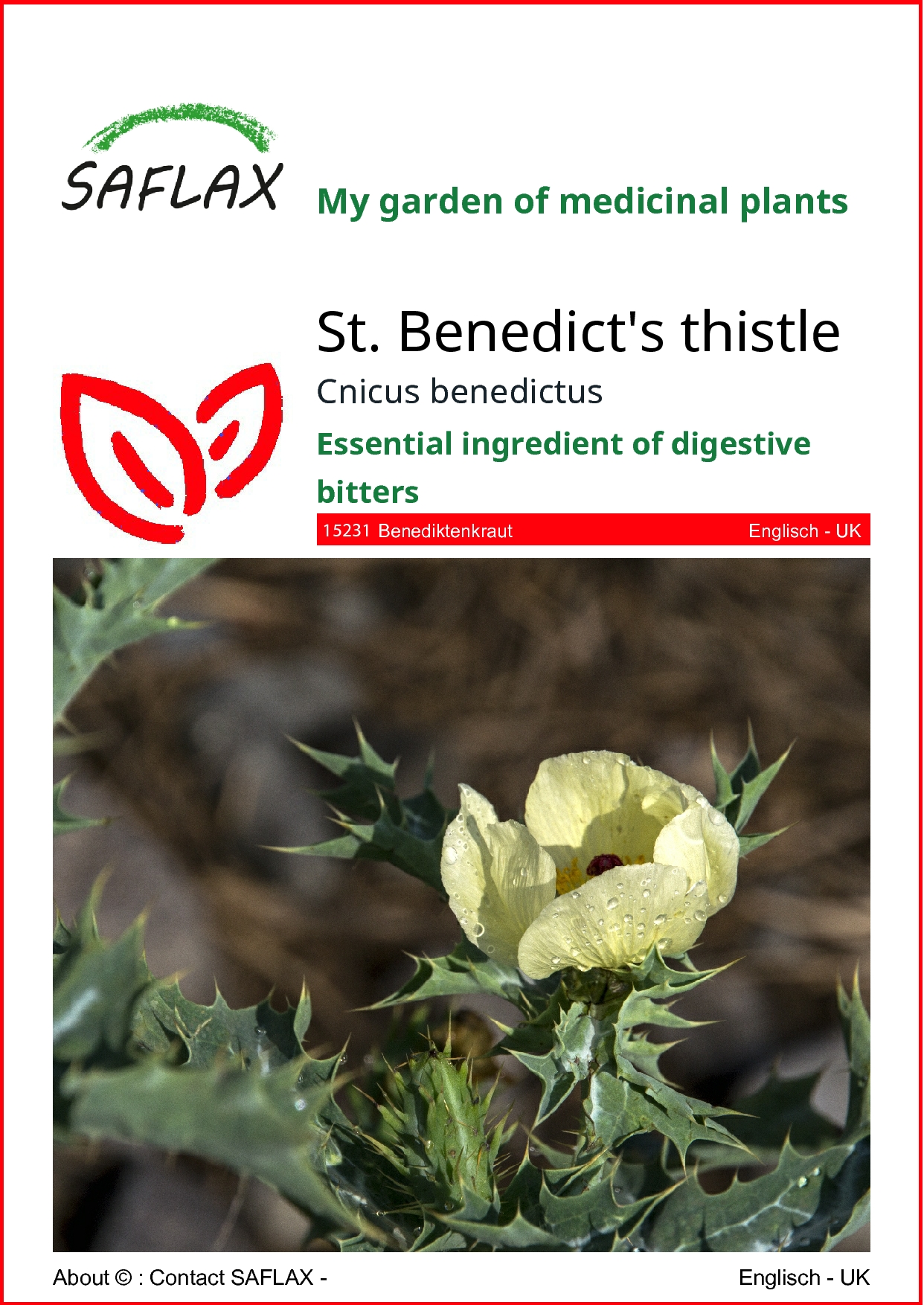 Benedikt lekársky, Cnicus benedictus, cca 50 semien