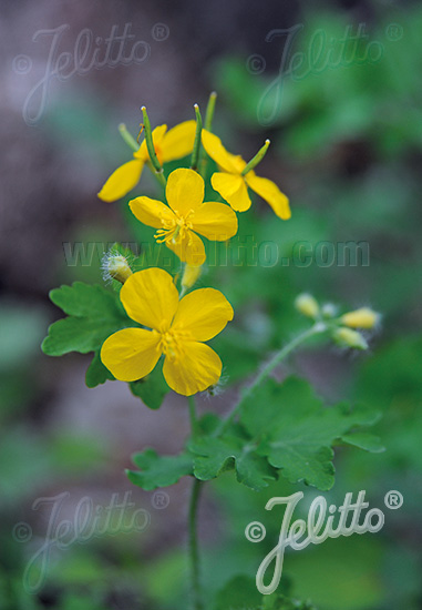 CHELIDONIUM majus, Lastovičník väčší cca. 20 semien