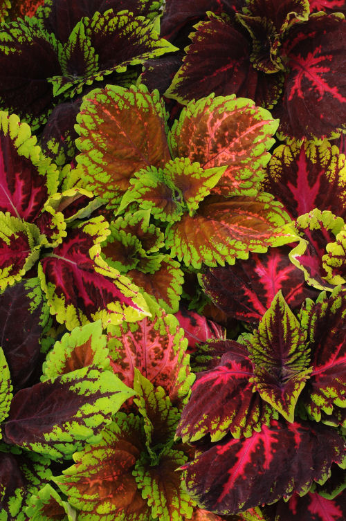 Coleus Solnostemon scutellarioides Premium ShadeColeus Kong Series Mix Empire 1000 semien