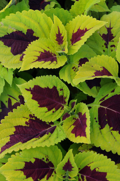 Coleus Solnostemon scutellarioides Premium ShadeColeus Kong Series Lime Sprite 1000 semien