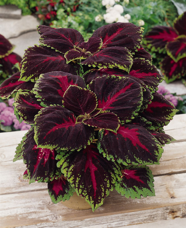 Coleus Solnostemon scutellarioides Premium ShadeColeus Kong Series Red 1000 semien