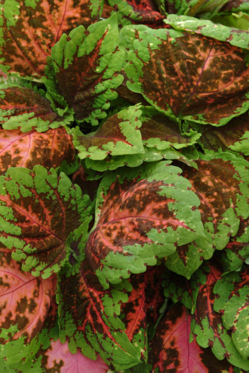 Coleus Solnostemon scutellarioides Premium ShadeColeus Kong Series Salmon Pink 1000 semien