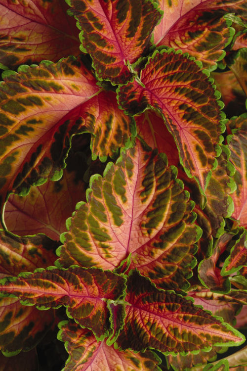 Coleus Solnostemon scutellarioides Wizard Series Coral Sunrise 1000 semien
