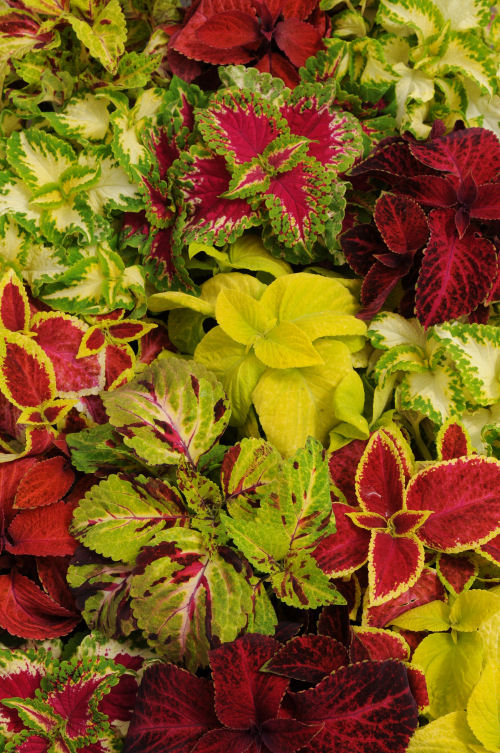 Coleus Solnostemon scutellarioides Wizard Series Mix 1000 semien