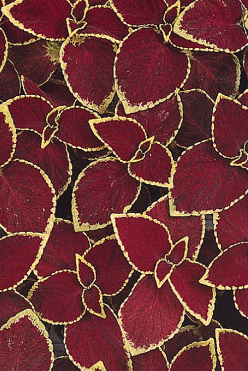 Coleus Solnostemon scutellarioides Wizard Series Scarlet 1000 semien