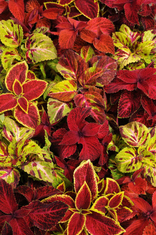 Coleus Solnostemon scutellarioides Wizard Series Mix Select 20 semien