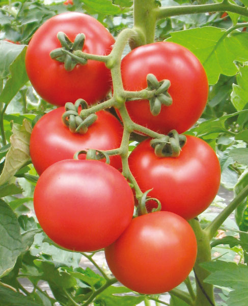 Rajčiak indeterminantný Console F1 cca 50 semien