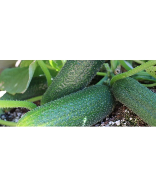 Uhorky nakladačky Corentine F1 100 semien