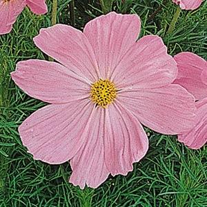 Cosmos bipinatus Sonata Series Pink Premium 1000 semien