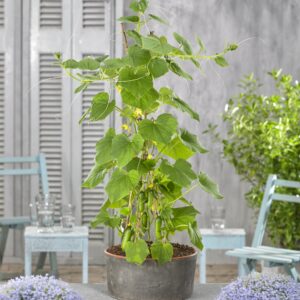 Uhorky snack Cumini F1, 100 semien