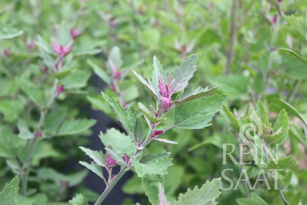 Špenát stromový, Chenopodium giganteum BIOcca 0,2 g