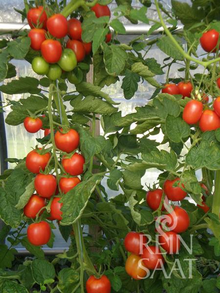 Rajčiak indeterminantný De Berao BIO 30 semien