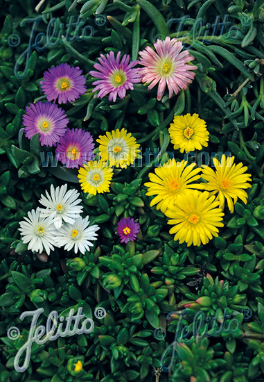 DELOSPERMA hybridus (poludňovka) Mixture cca 20 semien