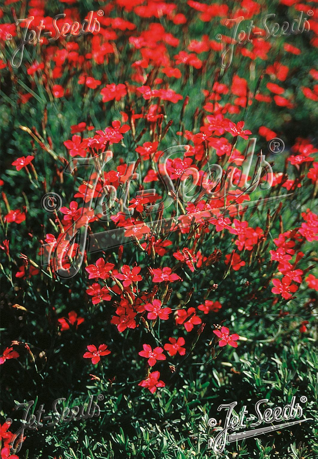 DIANTHUS deltoides Brilliant cca 20 semien