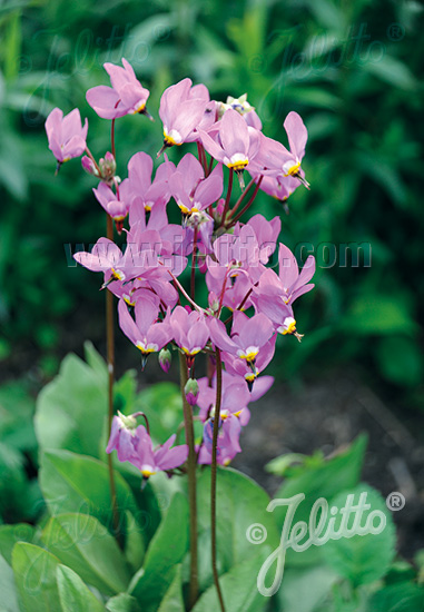 DODECATHEON clevelandii, Primula clevelandii, boží kvet Shooting Star cca. 20 semien