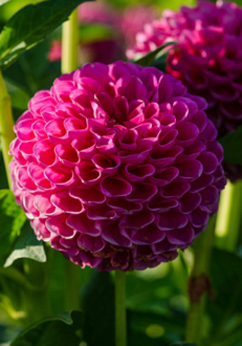 dahlia-jowey-frambo-i.jpg