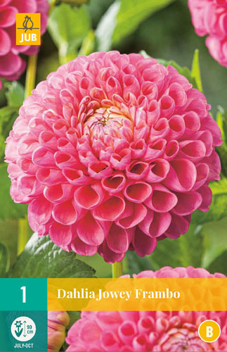 DÁLIA (GEORGÍNA) JOWEY FRAMBO - 1 ks