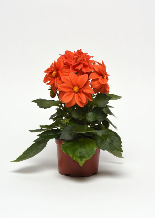 Dahlia Dahlia hybrida Figaro Series Orange Shades   1000 semien