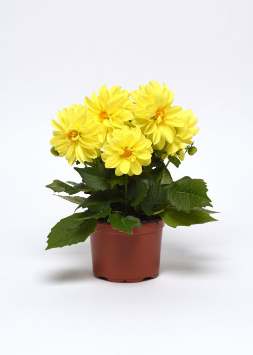 Dahlia Dahlia hybrida Figaro Series Yellow Shades   1000 semien