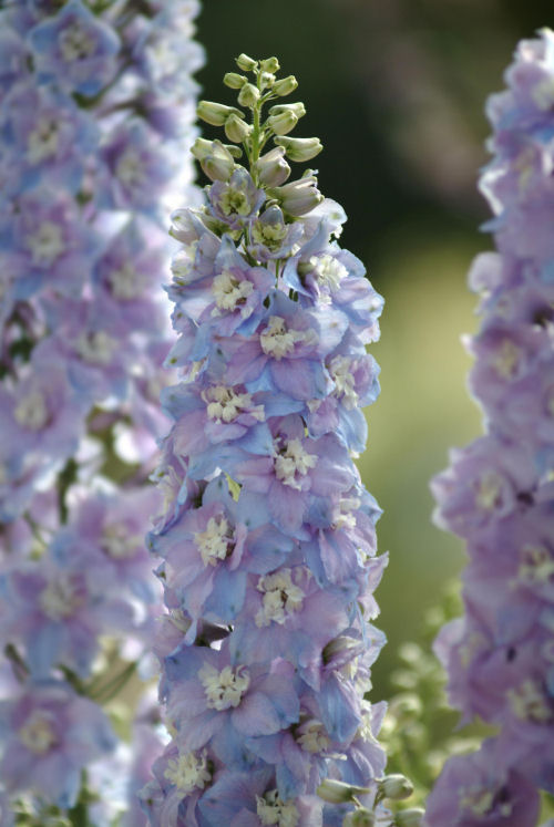 Delphinium elatum Guardian Series F1 Lavander 1000 semien