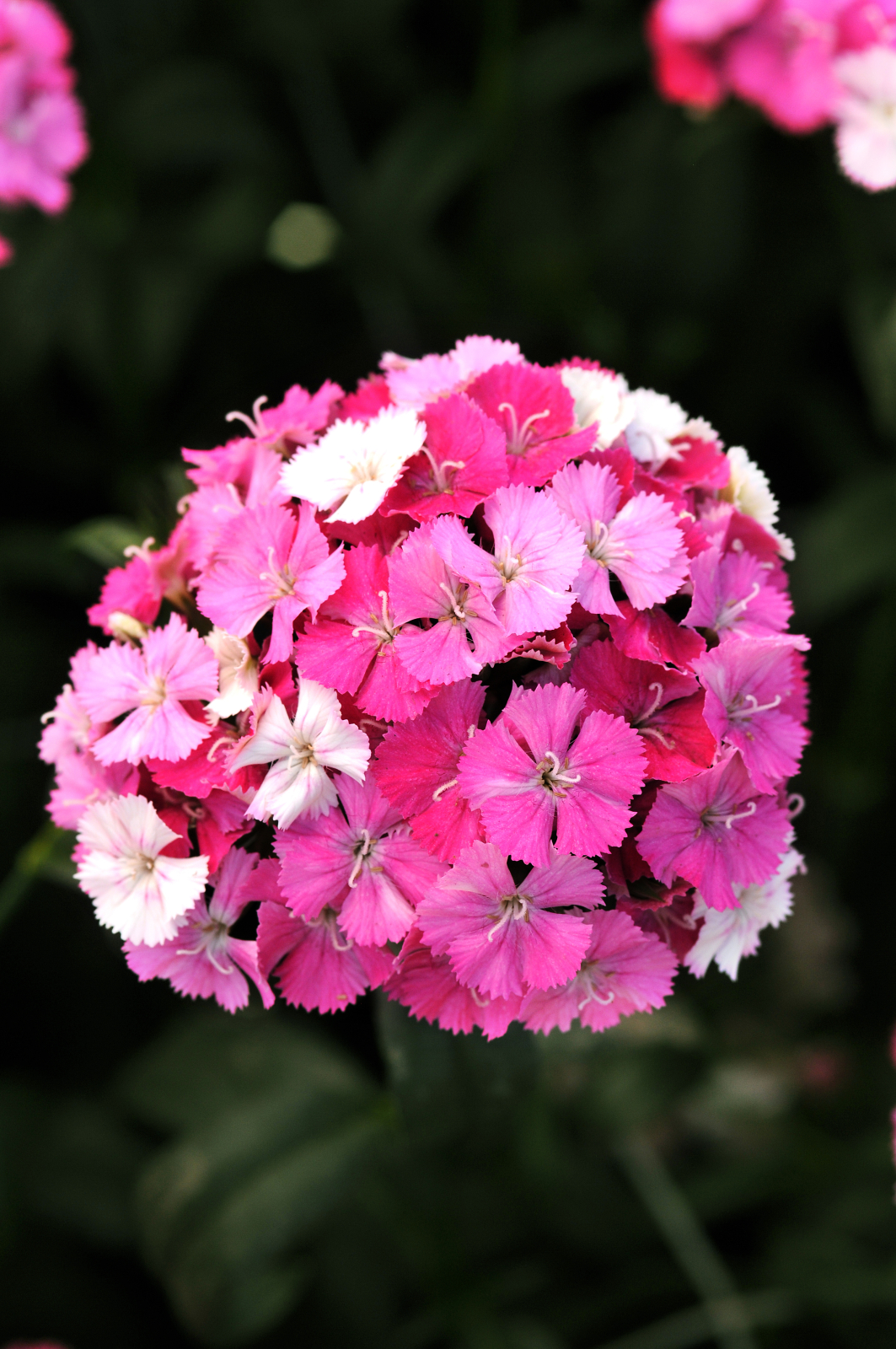 dianthus_amazon_rose_magic.jpg