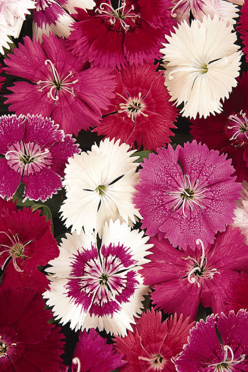 Dianthus chinesis barbatus Ideal Select Series F1 Mix 20 semien