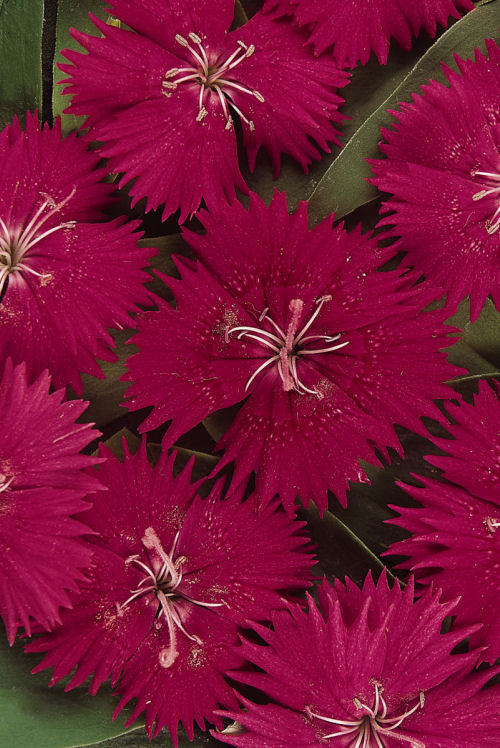 Single Dianthus chinesis barbatus Ideal Select Series F1 Red   1000 semien