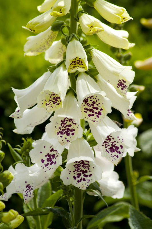 Digitalis purpurea Dalmatian Series F1 White 1000 semien