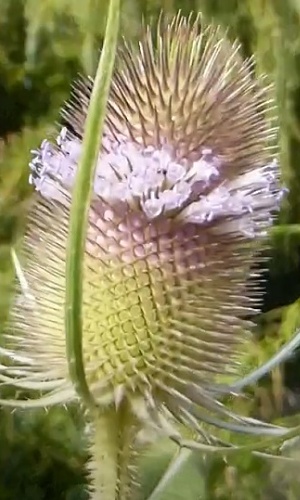 Dipsacus fullonum sativus lilac 10 g