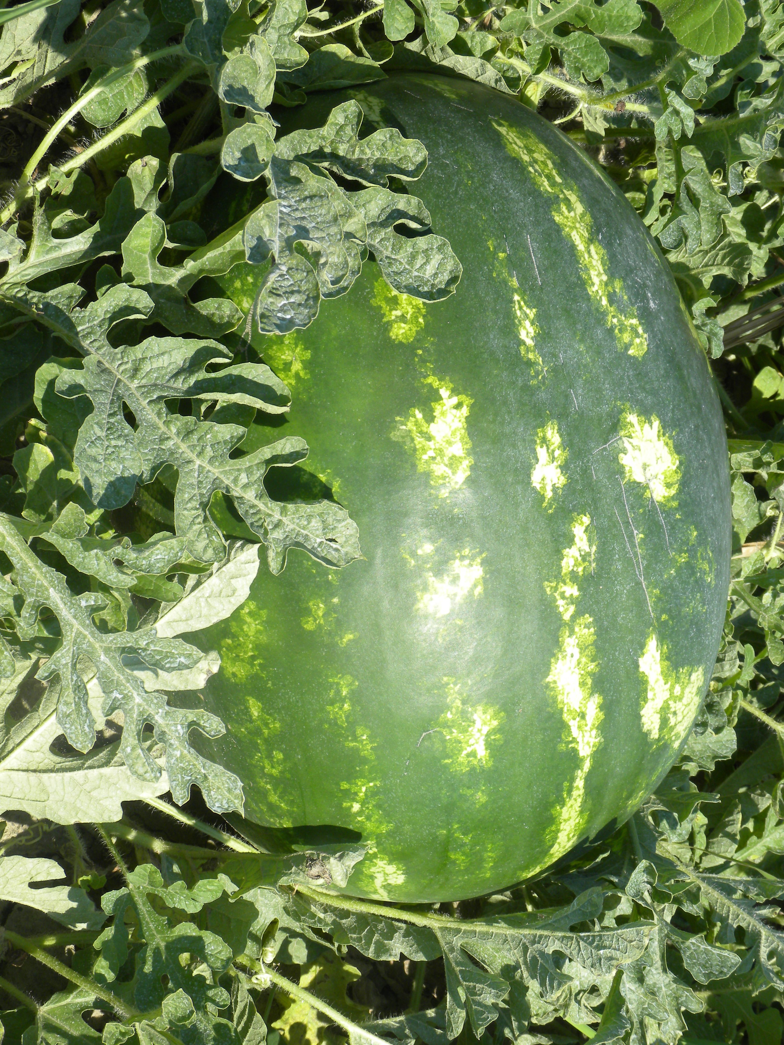 Dyňa (melón vodný) Surprise F1 cca 30 semien