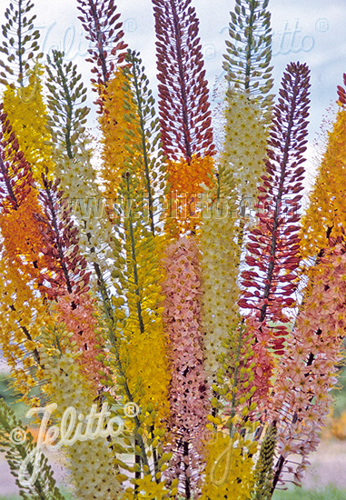 EREMURUS x isabellinus 'Erfo-Hybrids' cca 10 semien