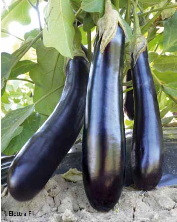 Baklažán Elettra F1